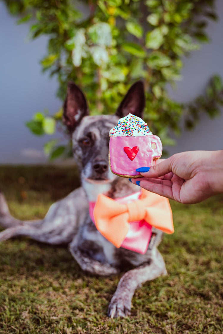 LOVE AT FIRST BARK COLLECTION